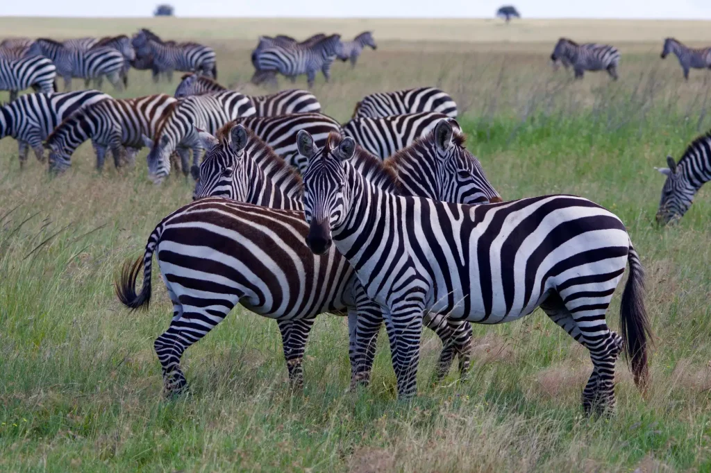 Tanzania