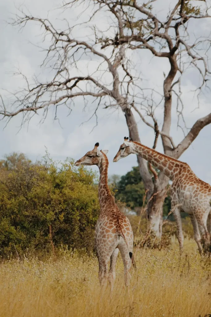 Botswana