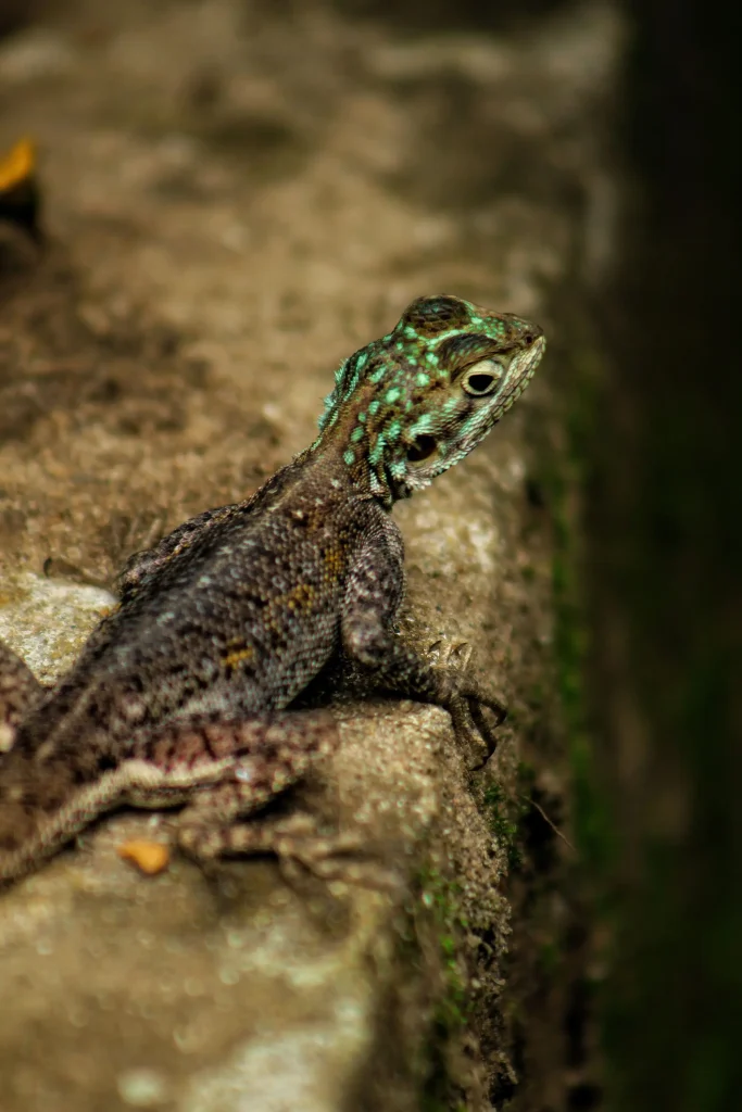 Guinea-Bissau